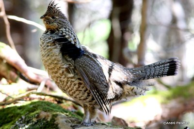 Ruffed grouse male / Gélinotte mâle