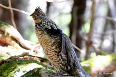 Ruffed grouse male / Gélinotte mâle