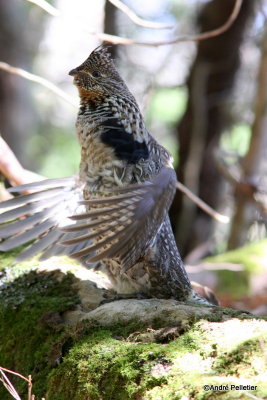 Ruffed grouse male / Gélinotte mâle