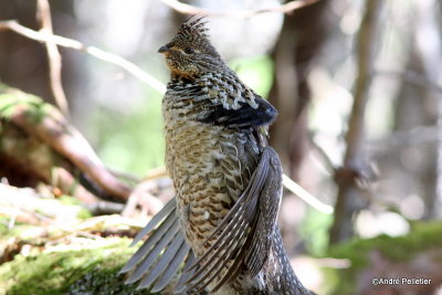 Ruffed grouse male / Gélinotte mâle