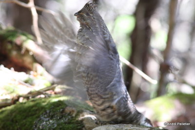 Ruffed grouse male / Gélinotte mâle