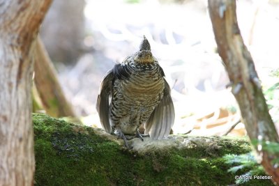Ruffed grouse male / Gélinotte mâle