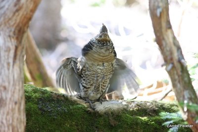 Ruffed grouse male / Gélinotte mâle