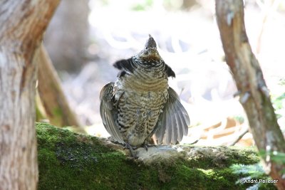 Ruffed grouse male / Gélinotte mâle