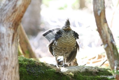 Ruffed grouse male / Gélinotte mâle