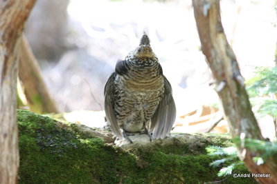 Ruffed grouse male / Gélinotte mâle