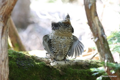 Ruffed grouse male / Gélinotte mâle