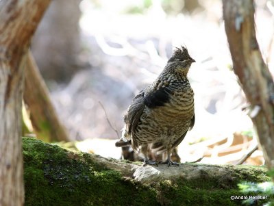 Ruffed grouse male / Gélinotte mâle