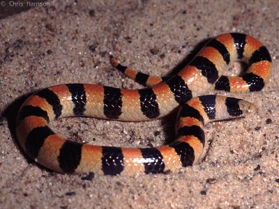 Chilomeniscus stramineusBanded Sandsnake