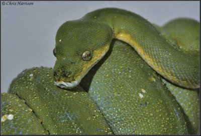 Morelia viridisGreen Tree Pythoncaptive drinking