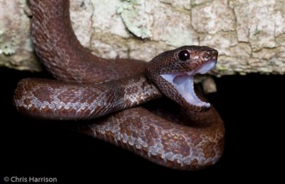 Trimeresurus cf. purpureomaculatus