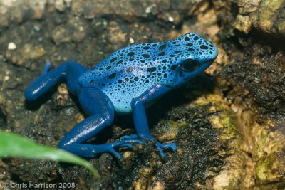 Dendrobates tinctoriusDyeing Poison Frog