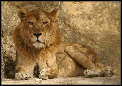 LionPanthera leo