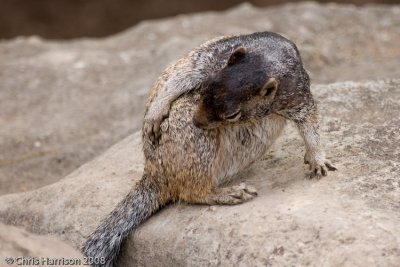Rock SquirrelSpermophilus variegatus