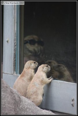 Black-tailed Prairie DogCynomys ludovicianus