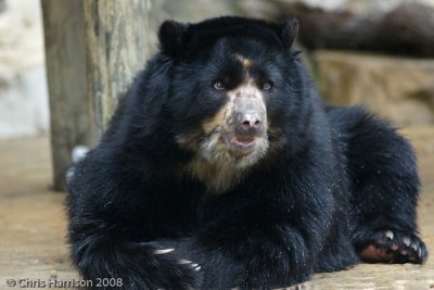Spectacled BearTremarctos ornatus