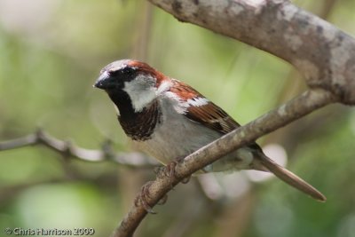 House SparrowSan Antonio Zoo