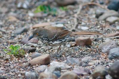 Long-billed Thrasher