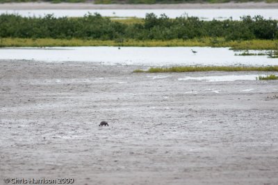 Gopherus berlandieriTexas Tortoise