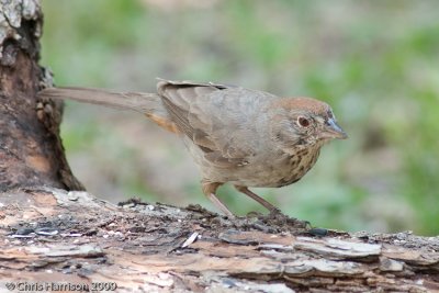 Canyon Towhee<br>South Llano River State Park