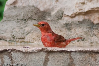 Summer Tanager