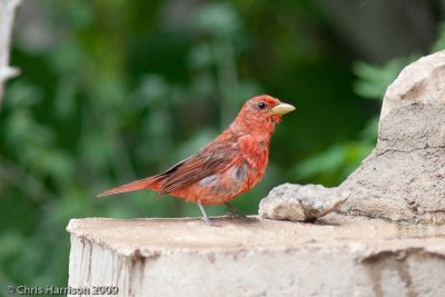 Summer Tanager