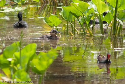 Masked Duck