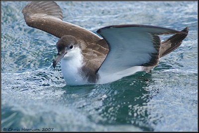 Buller's Shearwater