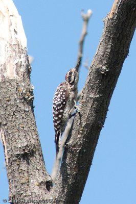 Ladder-backed Woodpecker