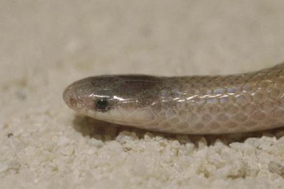 Tantilla cf atriceps- headDuval Co, TX
