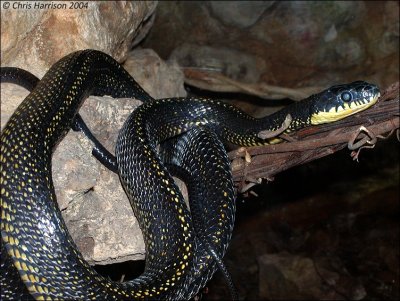 Pseustes poecilonotusPuffing Snake