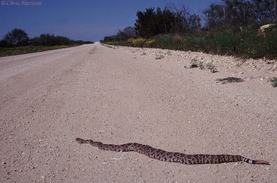 Crotalus atrox