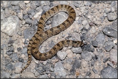 Gyalopion canumSLP, Mexico