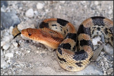 Pituophis deppei janiMexican Gophersnake