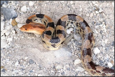Pituophis deppei janiMexican Gophersnake