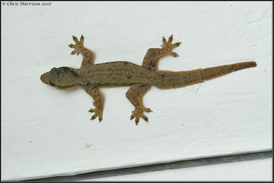 Hemidactylus platyurusFlat-tailed House Gecko