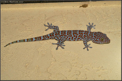 Gekko geckoTokay Gecko