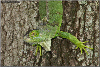 Iguana iguanaGreen Iguana