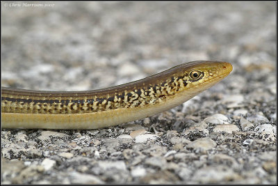 Ophisaurus ventralisEastern Glass Lizard