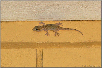 Tarentola annularisRinged Wall Gecko