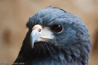 22 - Raptors and New World Vultures