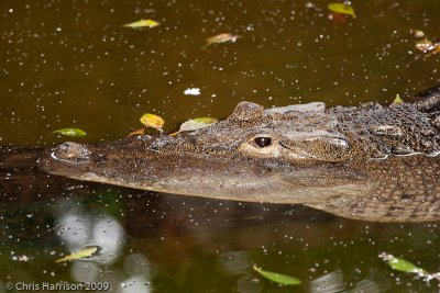 Crocodylus acutusAmerican Crocodile