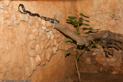 Pseudoelaphe flavirufa exhibitMerida Zoo