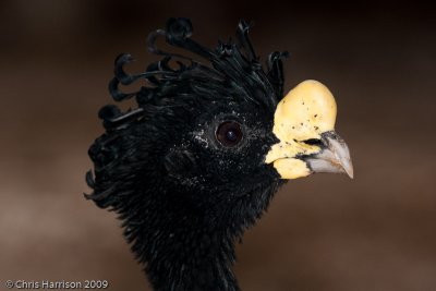 Guans, Chachalacas and Currasows