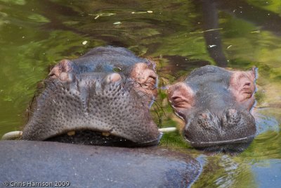 Common HippopotamusHippopotamus amphibiusMerida Zoo