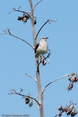 Tropical Mockingbird