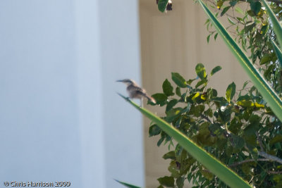 Yucatan Wren