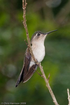 Wedge-tailed Sabrewingfemale