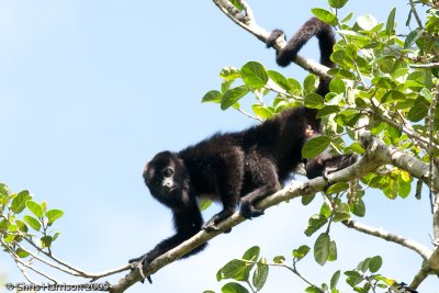 Yucatan Black Howler MonkeyAlouatta pigraHormiguera