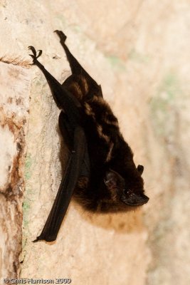 Saccopteryx bilineataGreater Sac-winged Bat